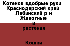 Котенок вдобрые руки - Краснодарский край, Лабинский р-н Животные и растения » Кошки   . Краснодарский край